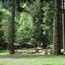 Picnic Camp Fire Area