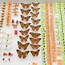 Insect Display Case