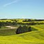 Canola Fields